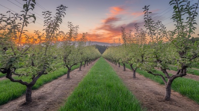 carter mountain orchard