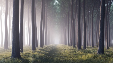 poplar forest
